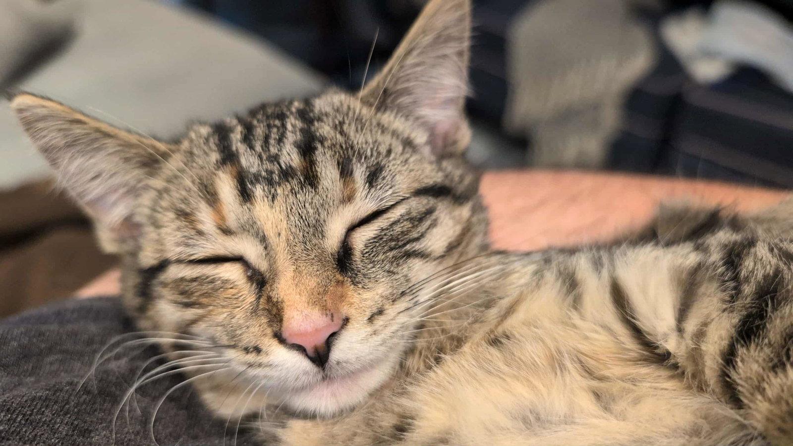 Enlarge Ann, a Adopted mixed breed in Cincinnati, OH image 3/3