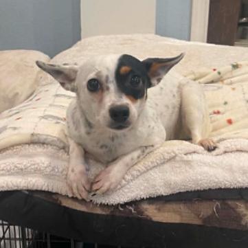Marina, Adoptable, Adult Female Chihuahua & Mixed Breed.