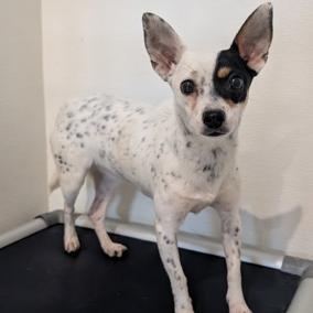 Enlarge Marina, a Adoptable mixed breed in Fort Collins, CO image 2/2