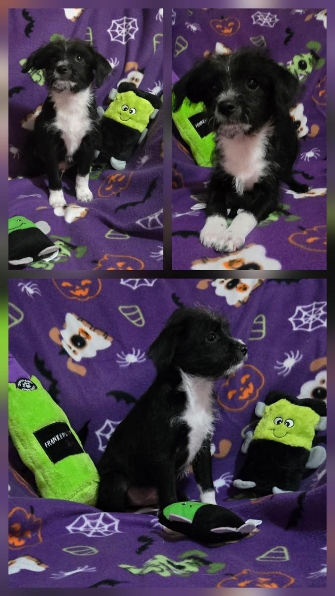 Enlarge Frankie aka Frankenstein, a Adopted mixed breed in Oakdale, CA image 1/1