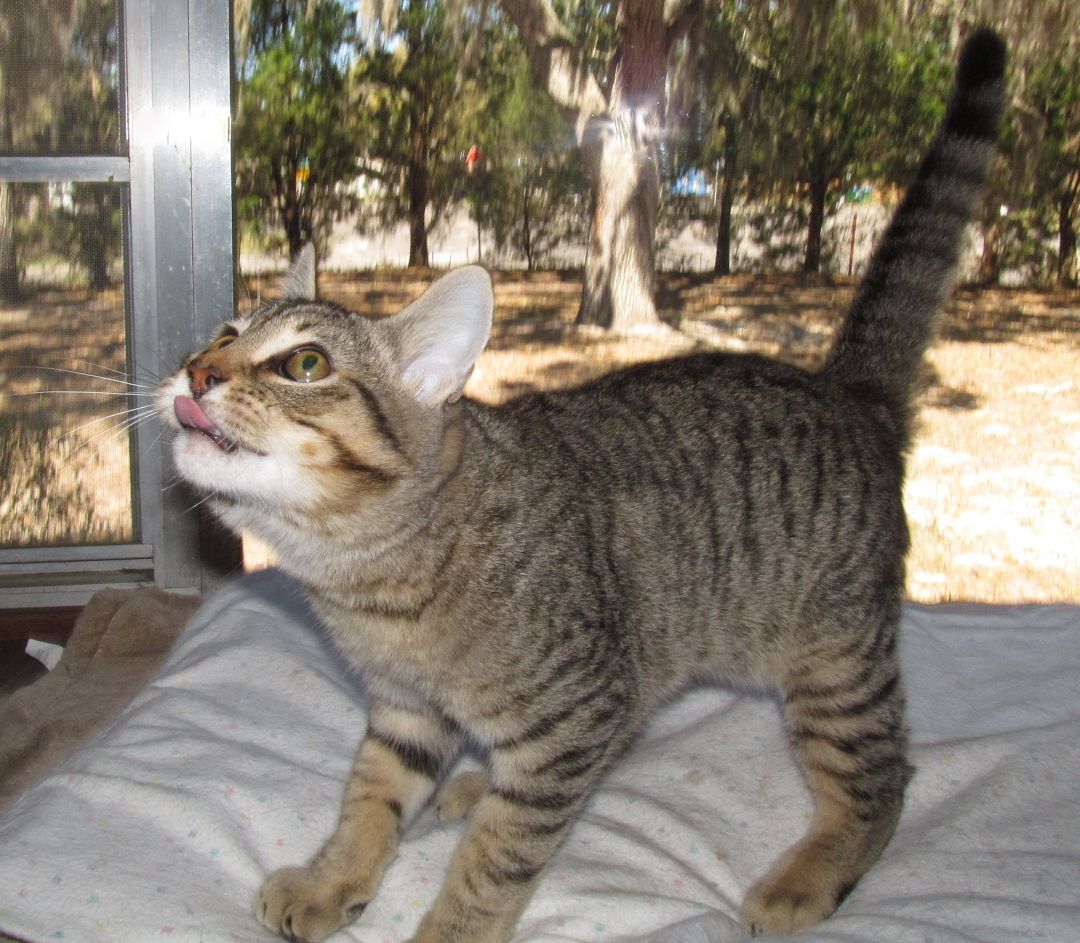 DOLLAR, an adoptable Domestic Short Hair, Tabby in Crystal River, FL, 34429 | Photo Image 6