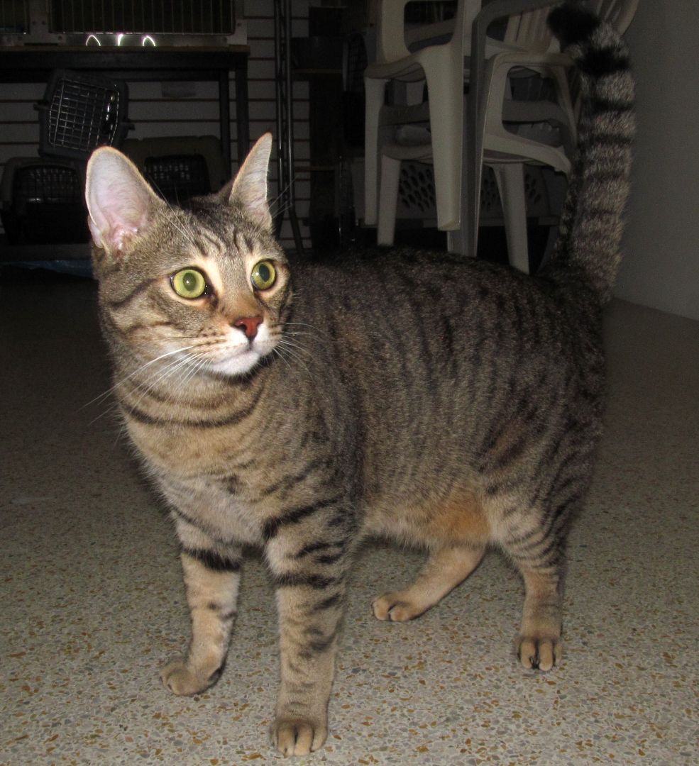 DOLLAR, an adoptable Domestic Short Hair, Tabby in Crystal River, FL, 34429 | Photo Image 2