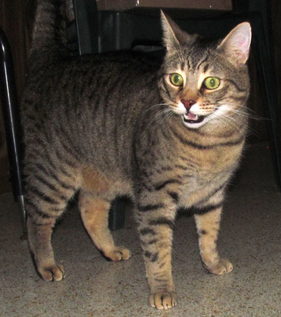 DOLLAR, a Adoptable mixed breed in Crystal River, FL image 1/6