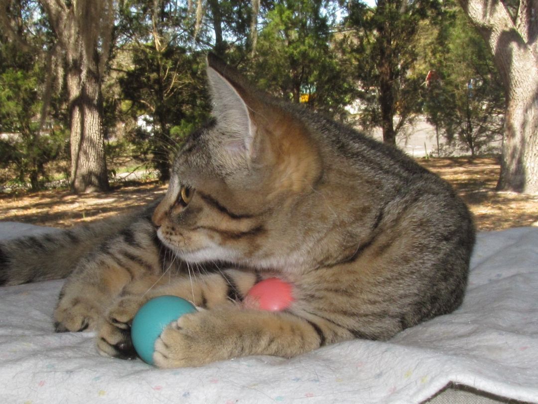 DOLLAR, an adoptable Domestic Short Hair, Tabby in Crystal River, FL, 34429 | Photo Image 5