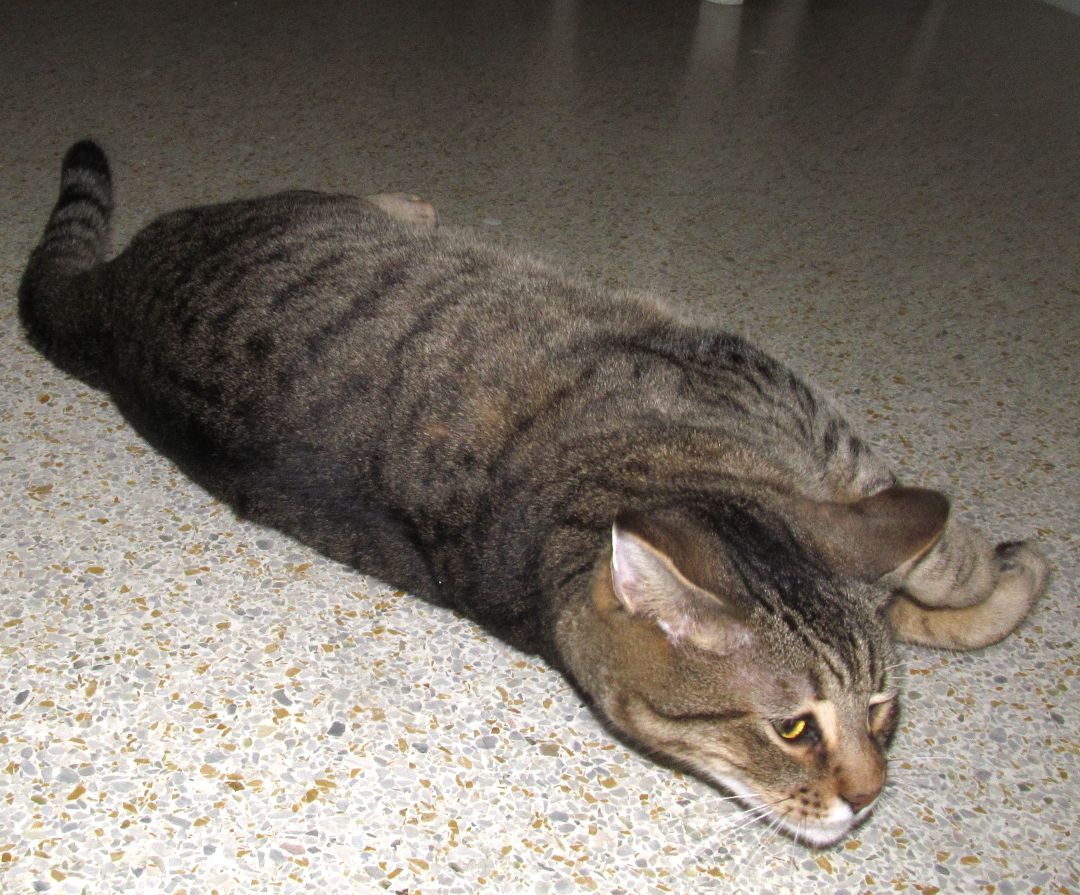 DOLLAR, an adoptable Domestic Short Hair, Tabby in Crystal River, FL, 34429 | Photo Image 3