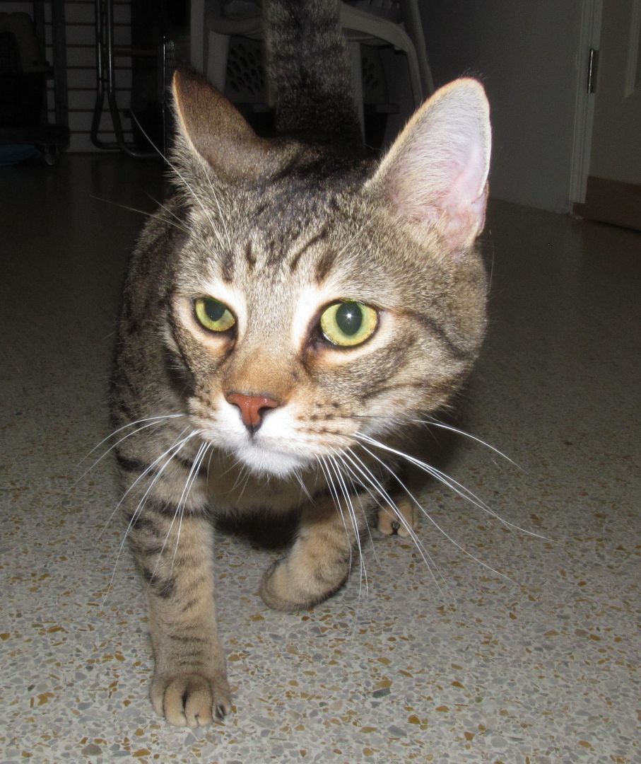DOLLAR, an adoptable Domestic Short Hair, Tabby in Crystal River, FL, 34429 | Photo Image 4