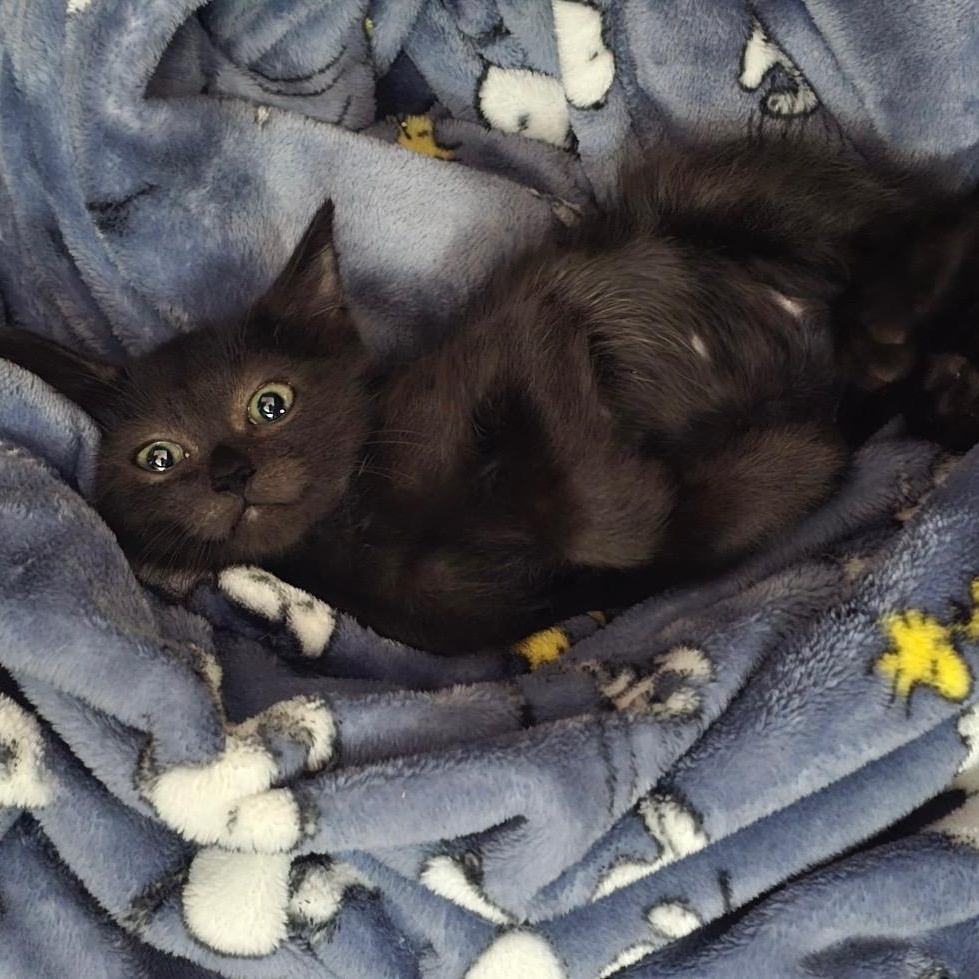 Enlarge Kiki, a ADOPTABLE Domestic Short Hair in Boston, MA image 2/6
