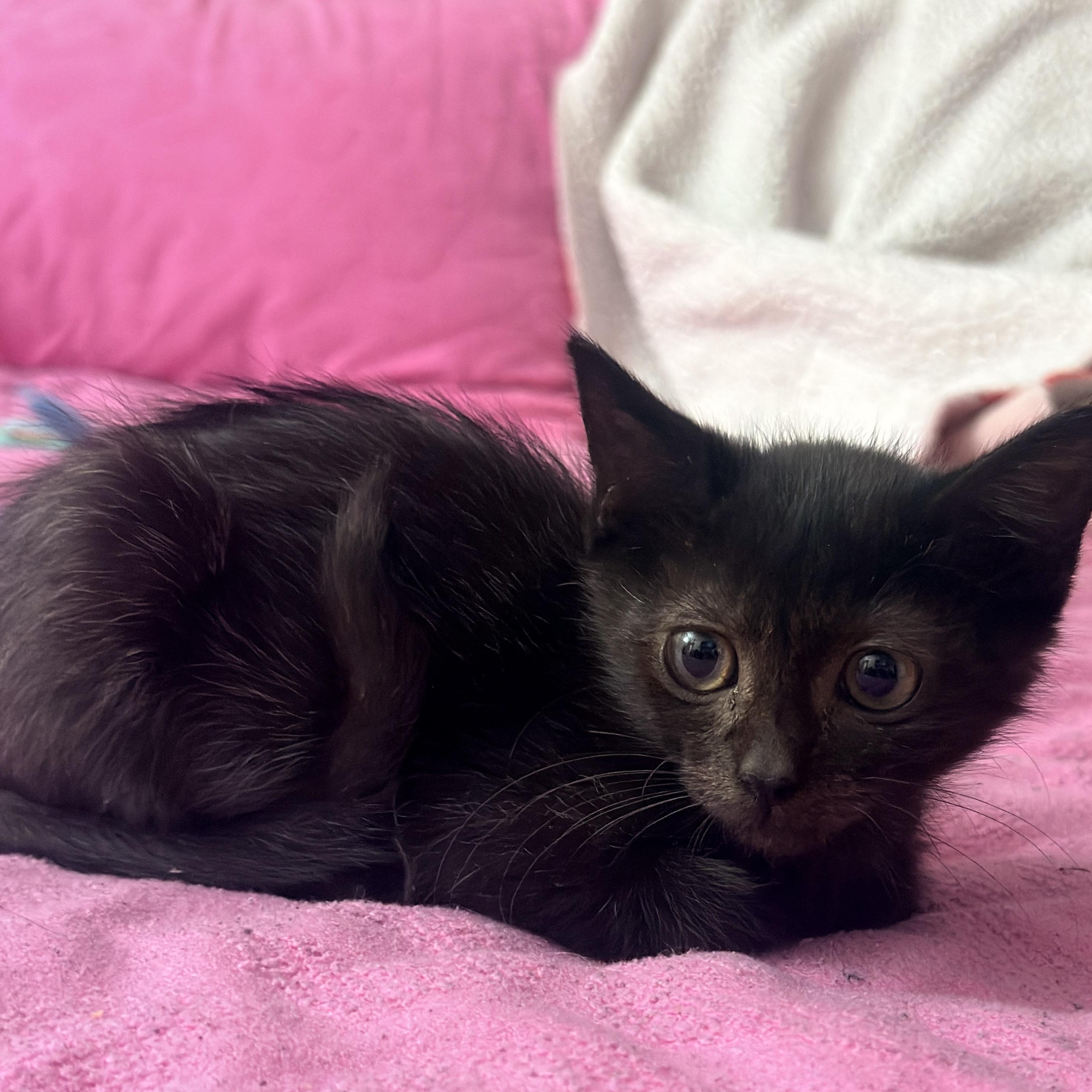 Enlarge Kiki, a ADOPTABLE Domestic Short Hair in Boston, MA image 4/6