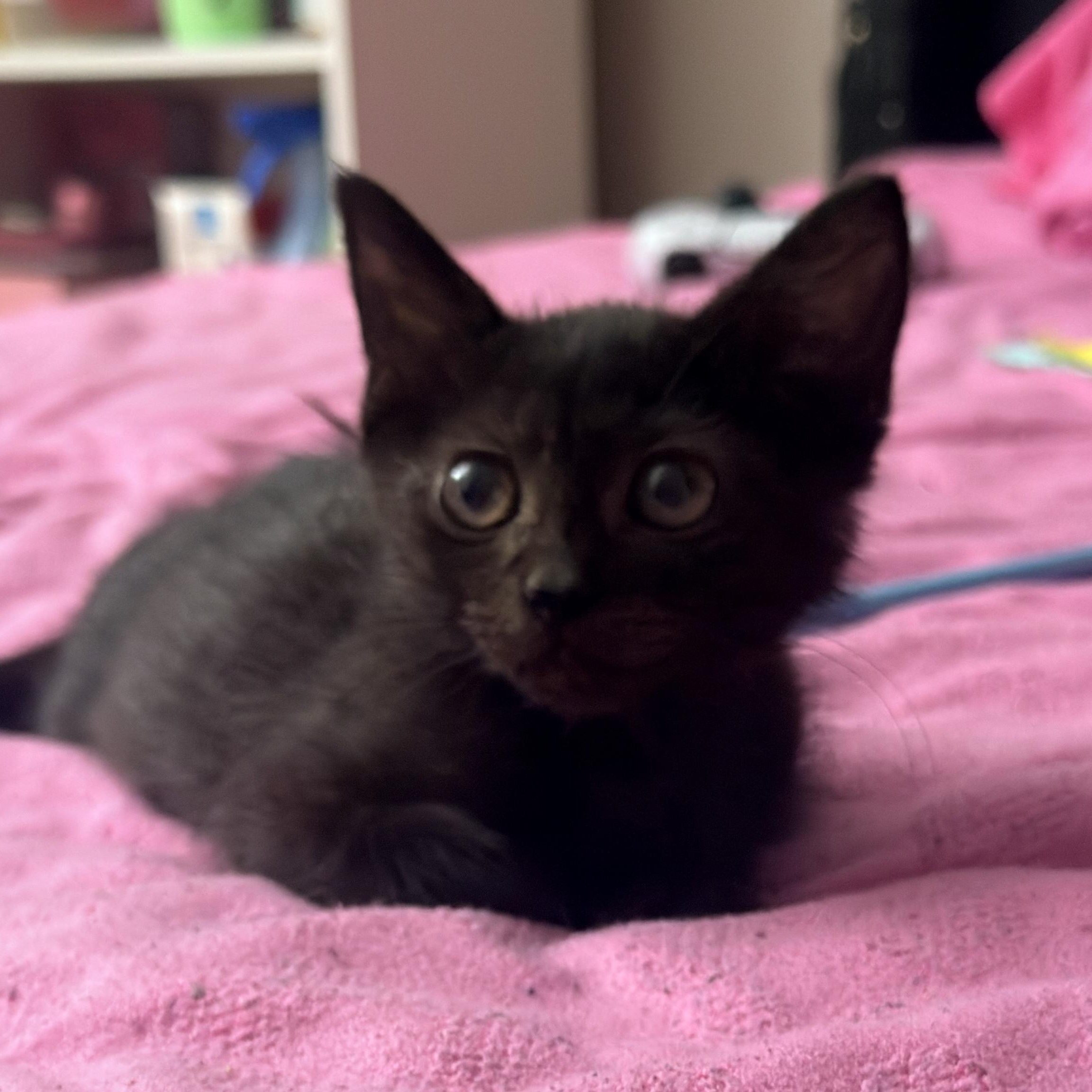 Kiki, ADOPTABLE, Kitten Female Domestic Short Hair.