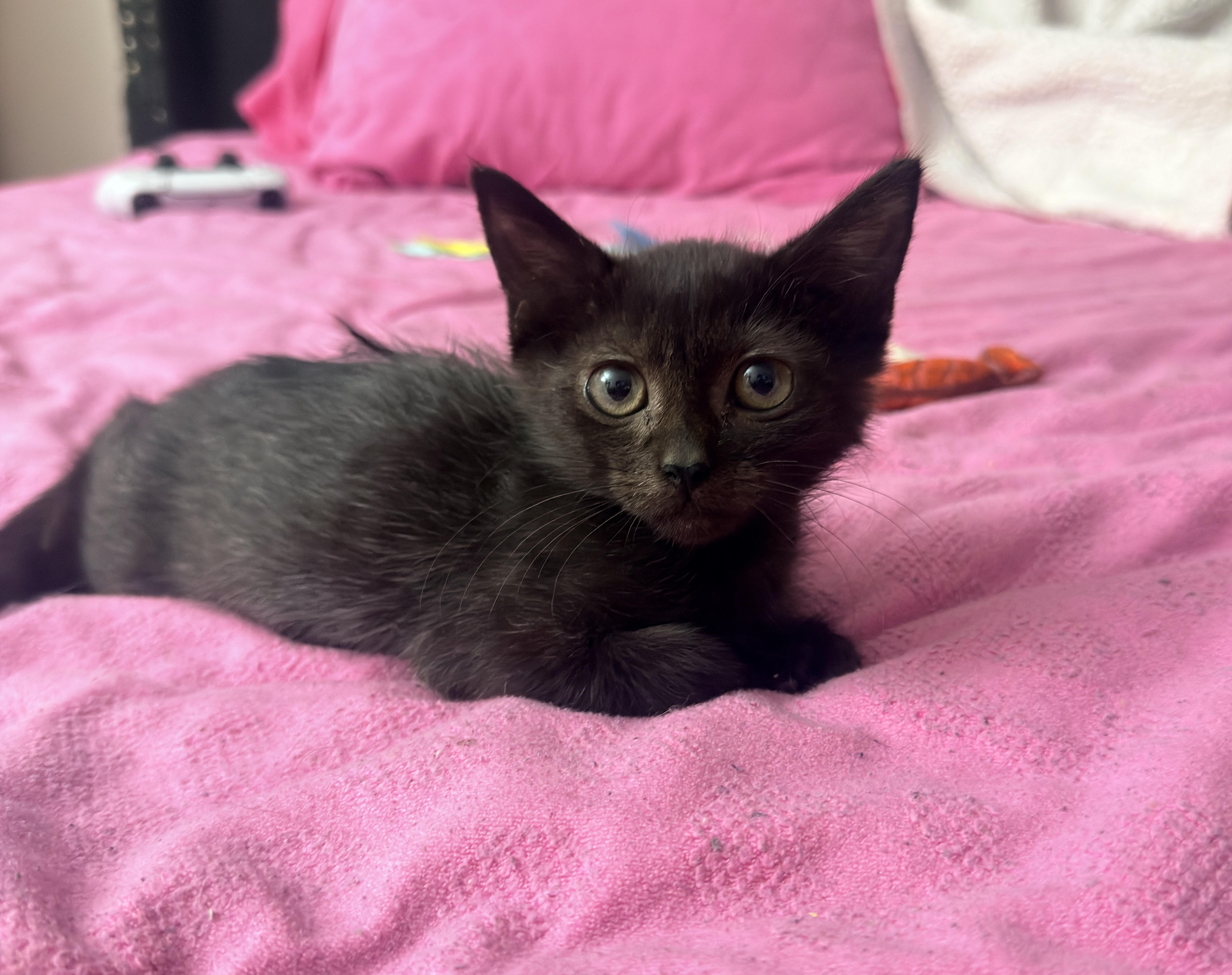 Enlarge Kiki, a ADOPTABLE Domestic Short Hair in Boston, MA image 3/6