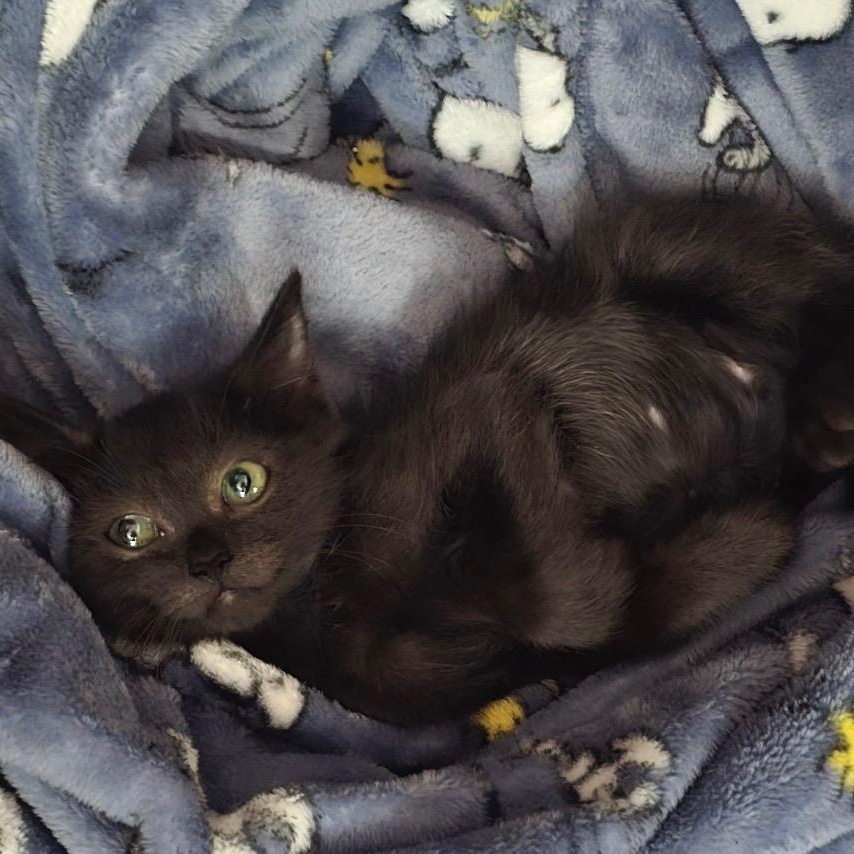 Enlarge Kiki, a ADOPTABLE Domestic Short Hair in Boston, MA image 6/6