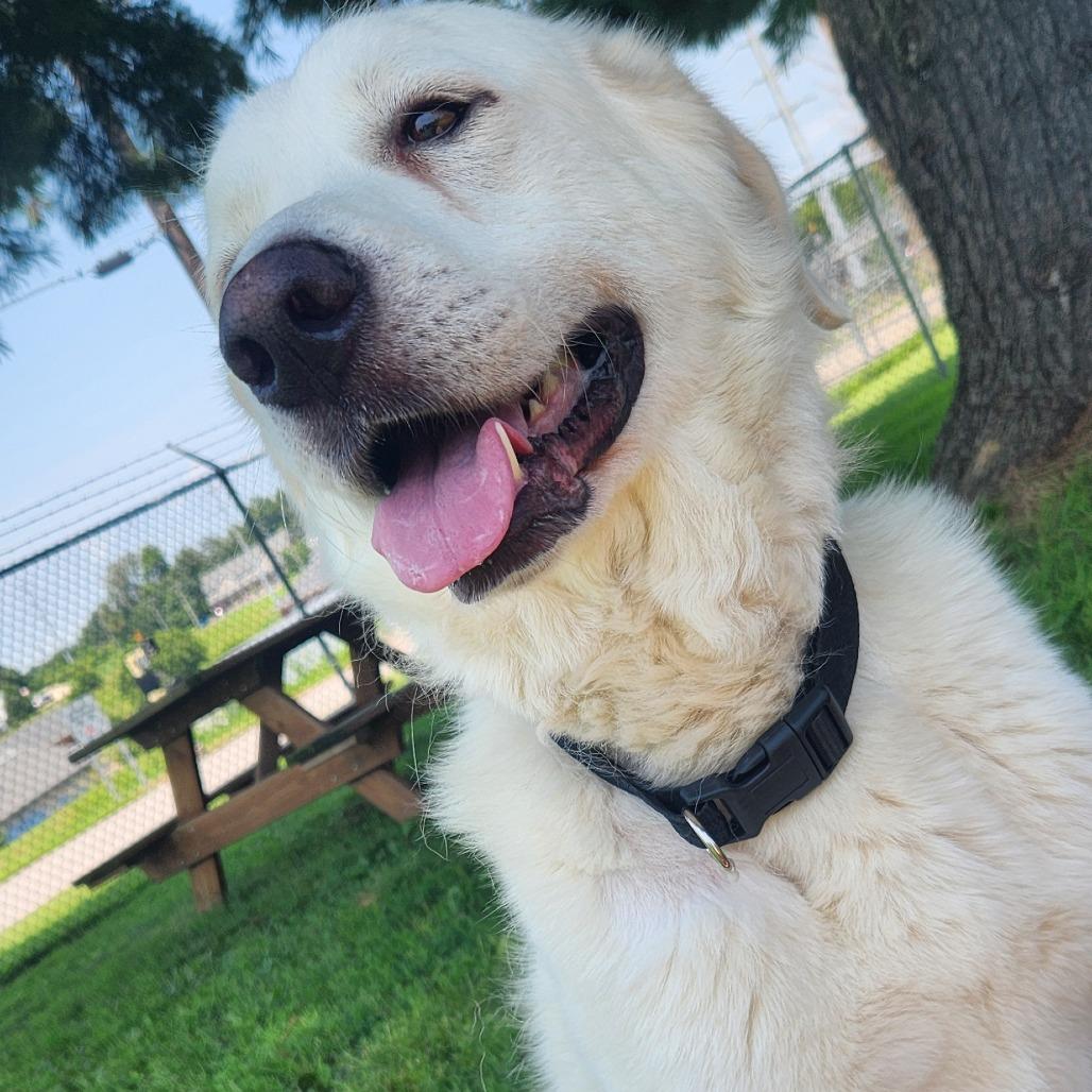 Blondie, Adoptable, Adult Female Mixed Breed.