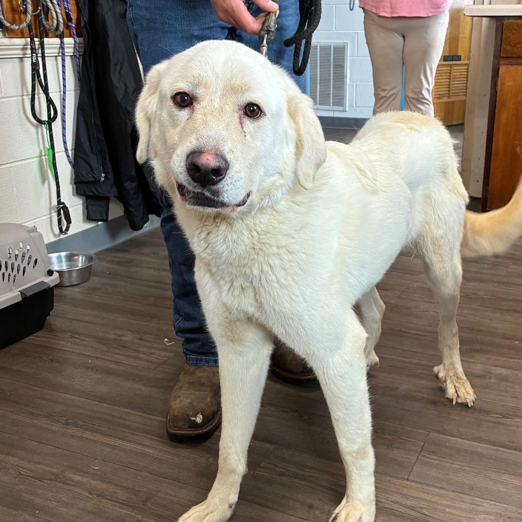 Enlarge Blondie, a Adoptable Mixed Breed in Danville, KY image 2/3