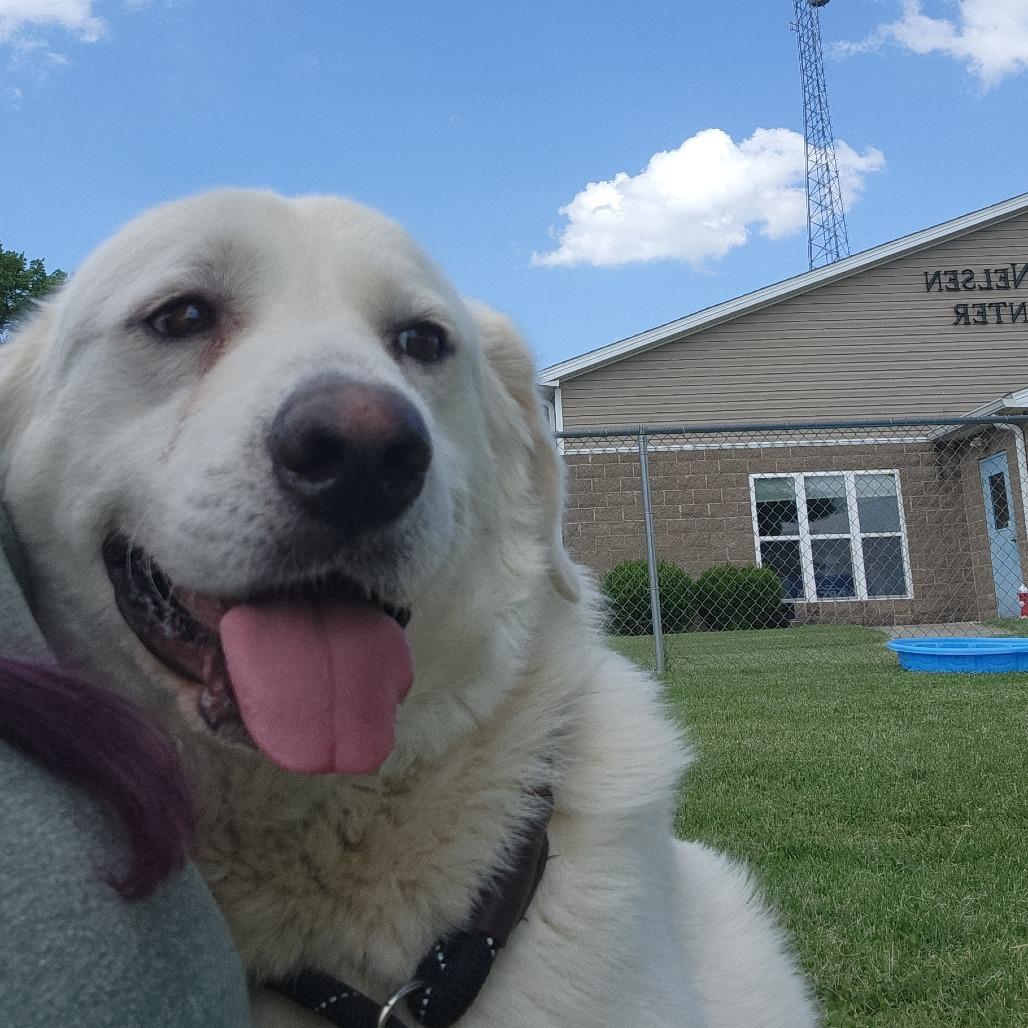 Enlarge Blondie, a Adoptable Mixed Breed in Danville, KY image 3/3