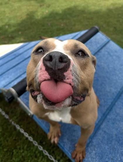 Moana, Adoptable, Young Female Pit Bull Terrier & Mixed Breed.