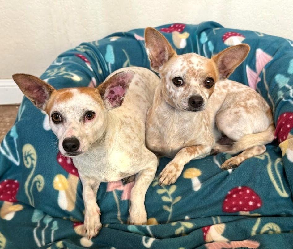 Wren & Magic, Adoptable, Adult Male Chihuahua.