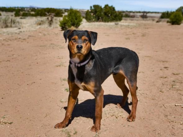 CHURRO, Adoptable, Adult Male Mixed Breed.