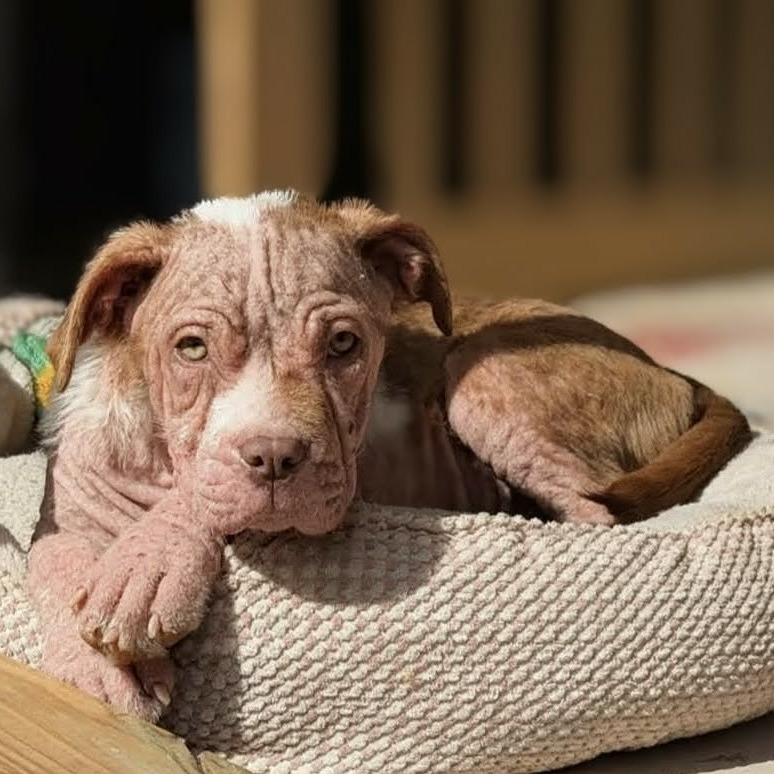 Malin, Adoptable, Puppy Female Pit Bull Terrier & Mixed Breed.