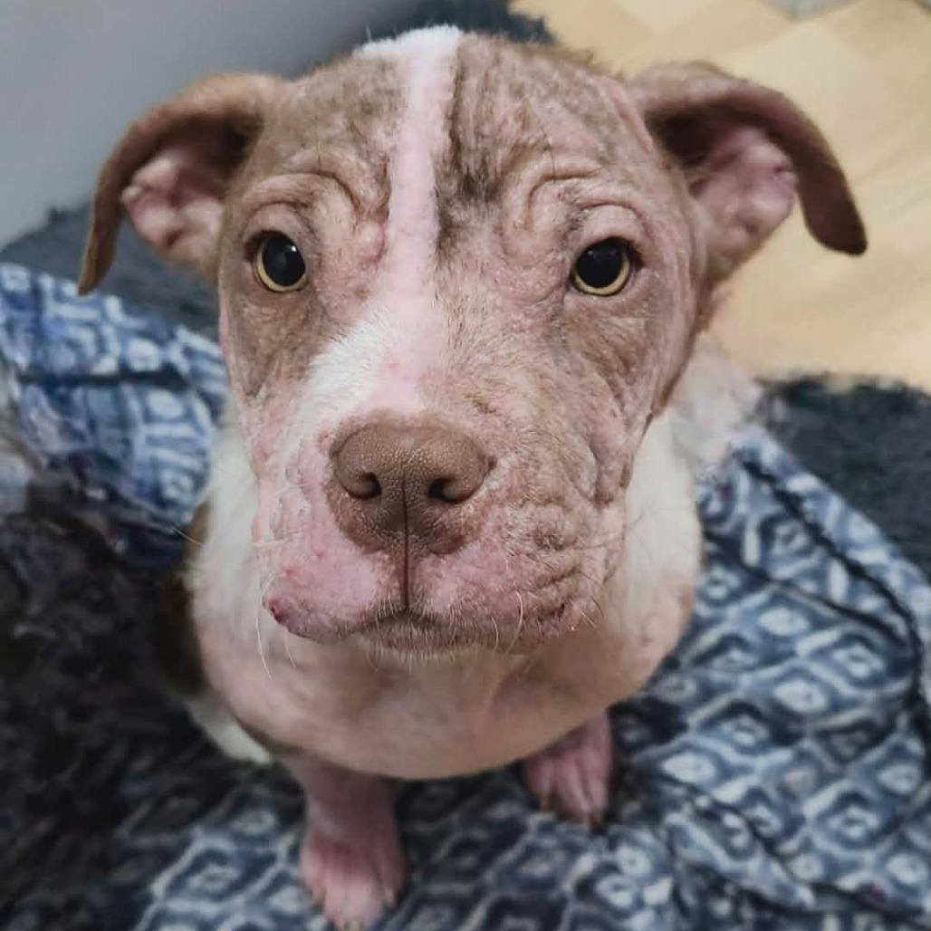 Enlarge Malin, a Adoptable mixed breed in Griswold, CT image 2/6