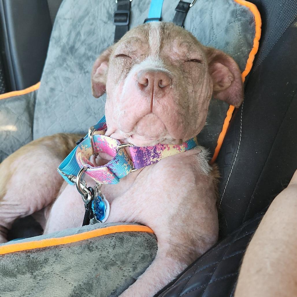 Enlarge Malin, a Adoptable mixed breed in Griswold, CT image 3/6