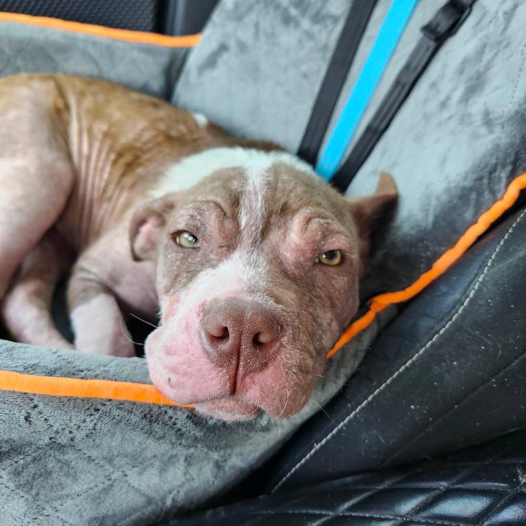 Enlarge Malin, a Adoptable mixed breed in Griswold, CT image 4/6