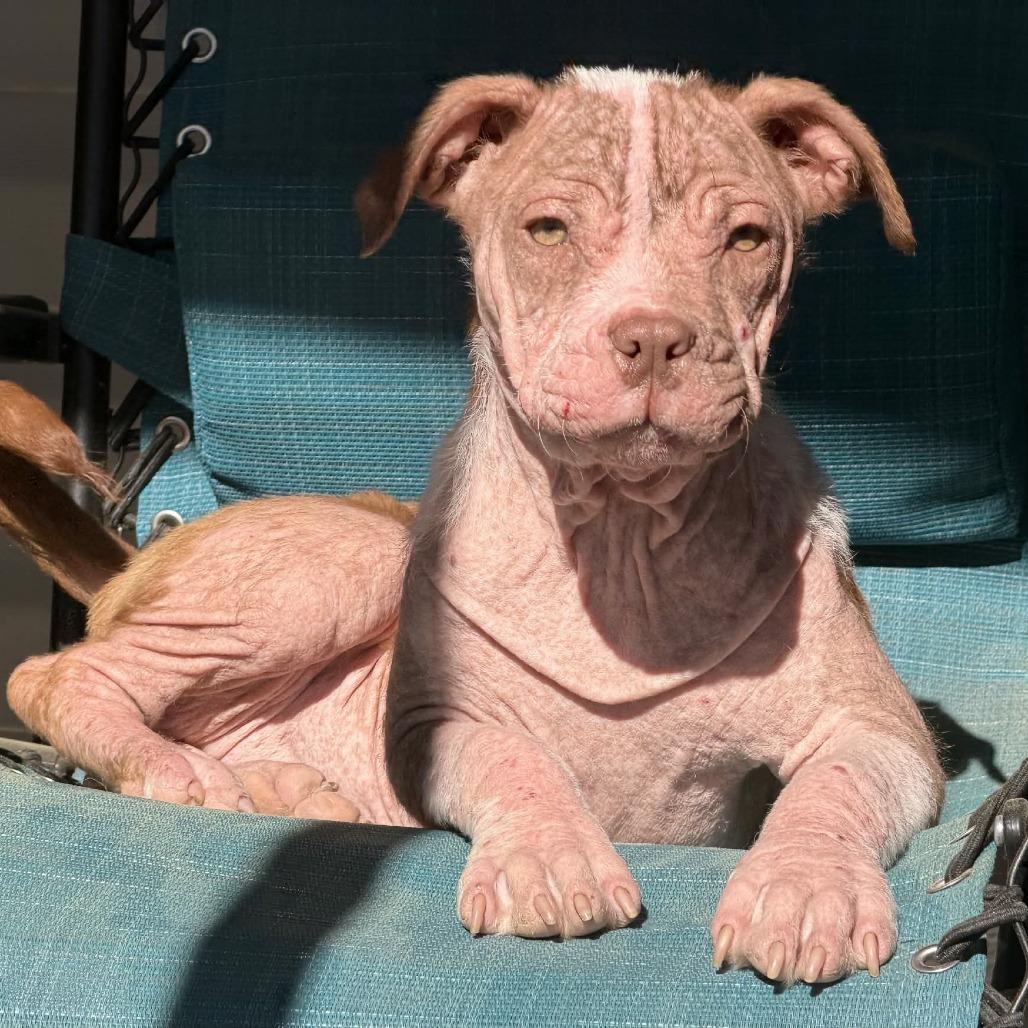 Enlarge Malin, a Adoptable mixed breed in Griswold, CT image 5/6