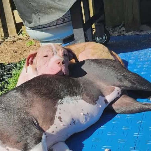 Enlarge Malin, a Adoptable mixed breed in Griswold, CT image 6/6