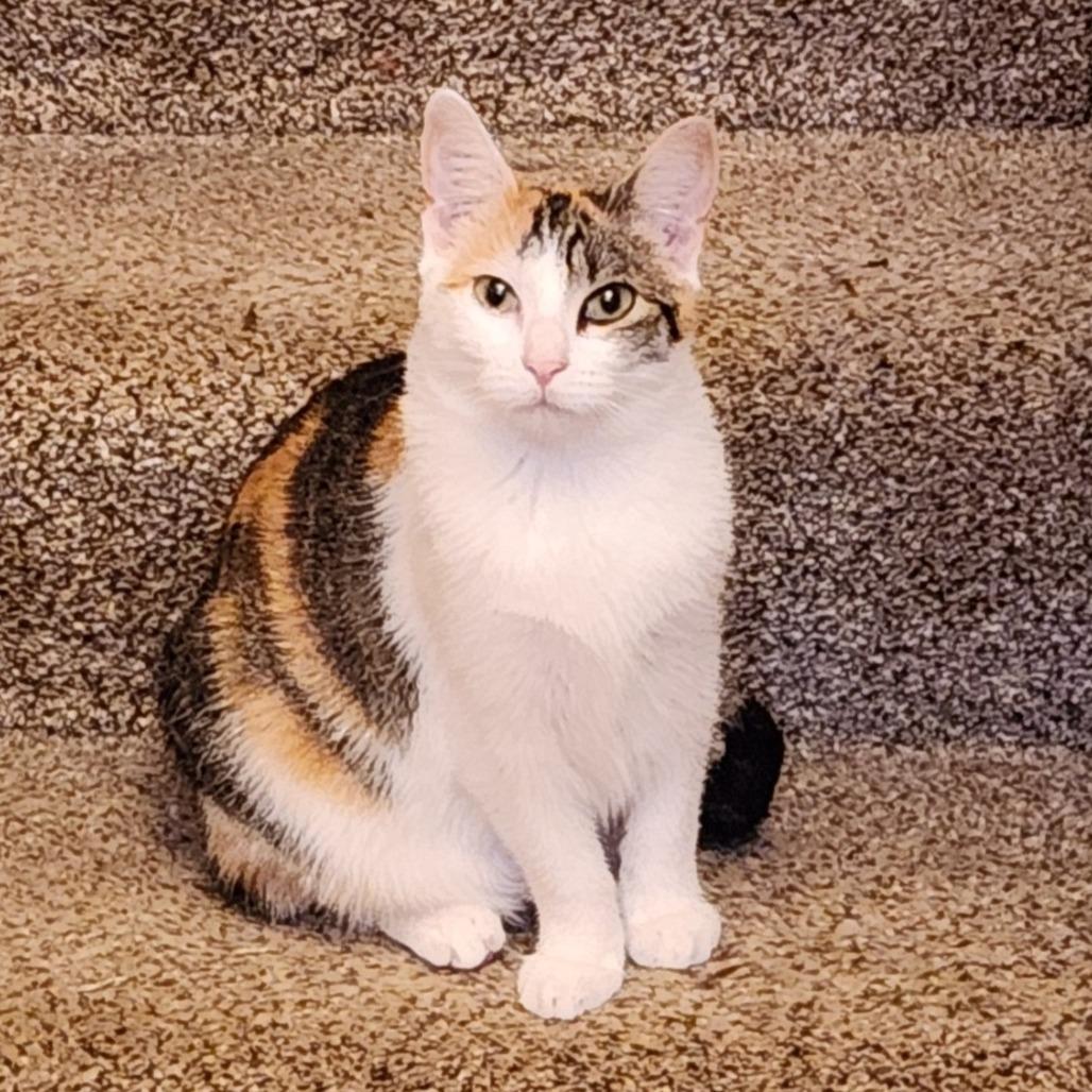 Chestnut C12441, Adoptable, Young Female Domestic Short Hair & Domestic Short Hair.