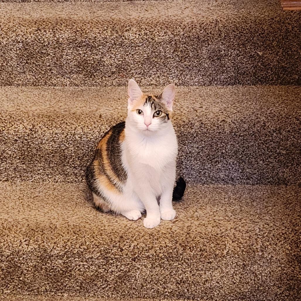 Enlarge Chestnut C12441, a Adoptable mixed breed in Elk River, MN image 4/6