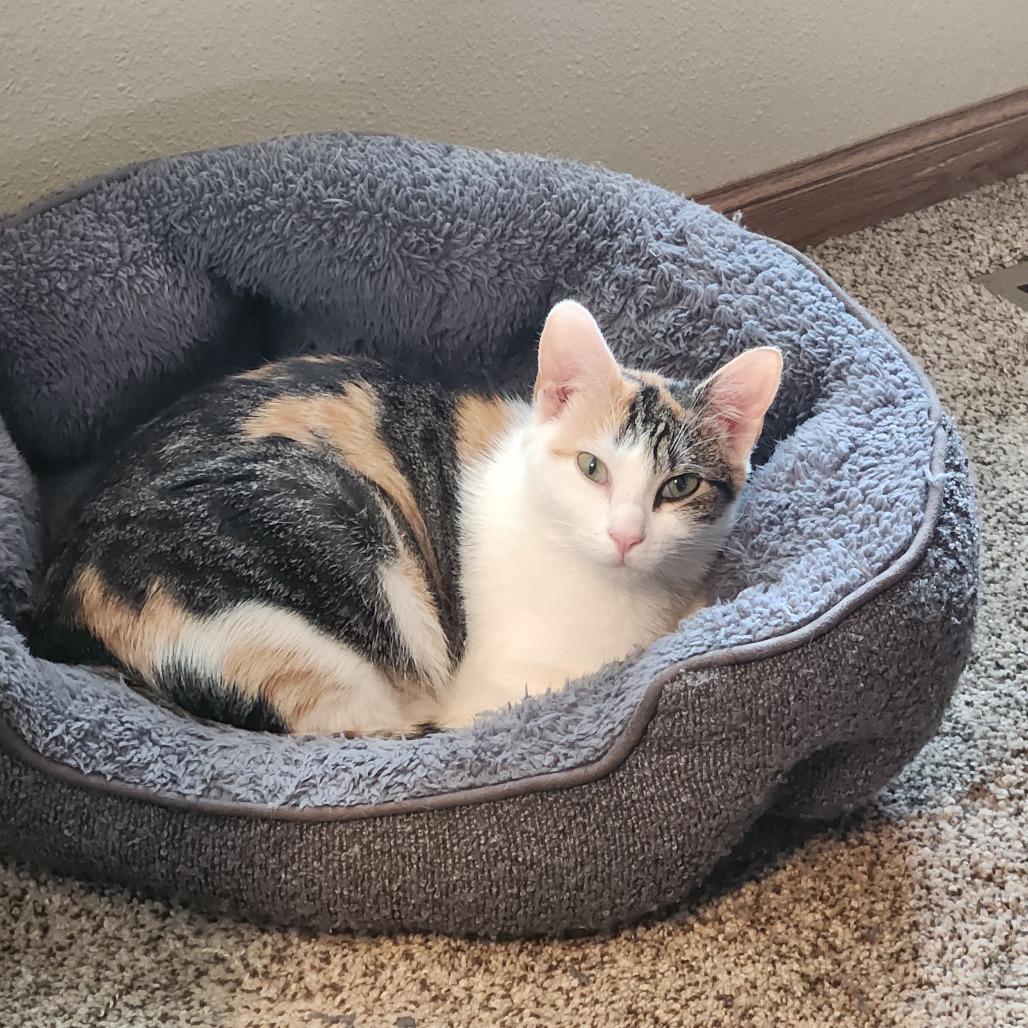 Enlarge Chestnut C12441, a Adoptable mixed breed in Elk River, MN image 5/6