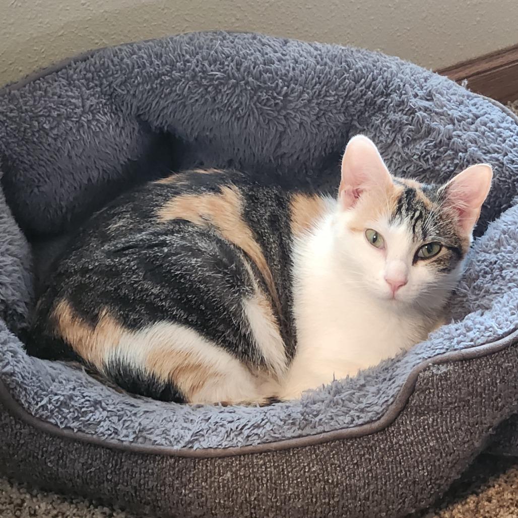 Enlarge Chestnut C12441, a Adoptable mixed breed in Elk River, MN image 2/6
