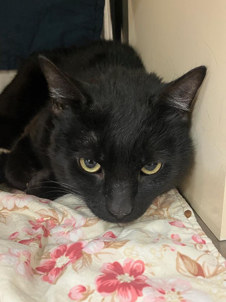 Marshall, Adoptable, Adult Male Domestic Long Hair.