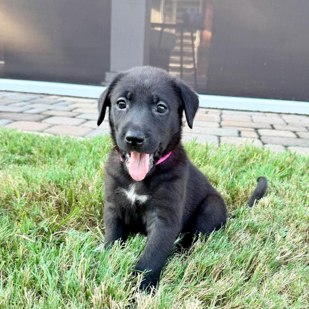 Stella Mae, Adoptable, Puppy Female Labrador Retriever & Mountain Cur.
