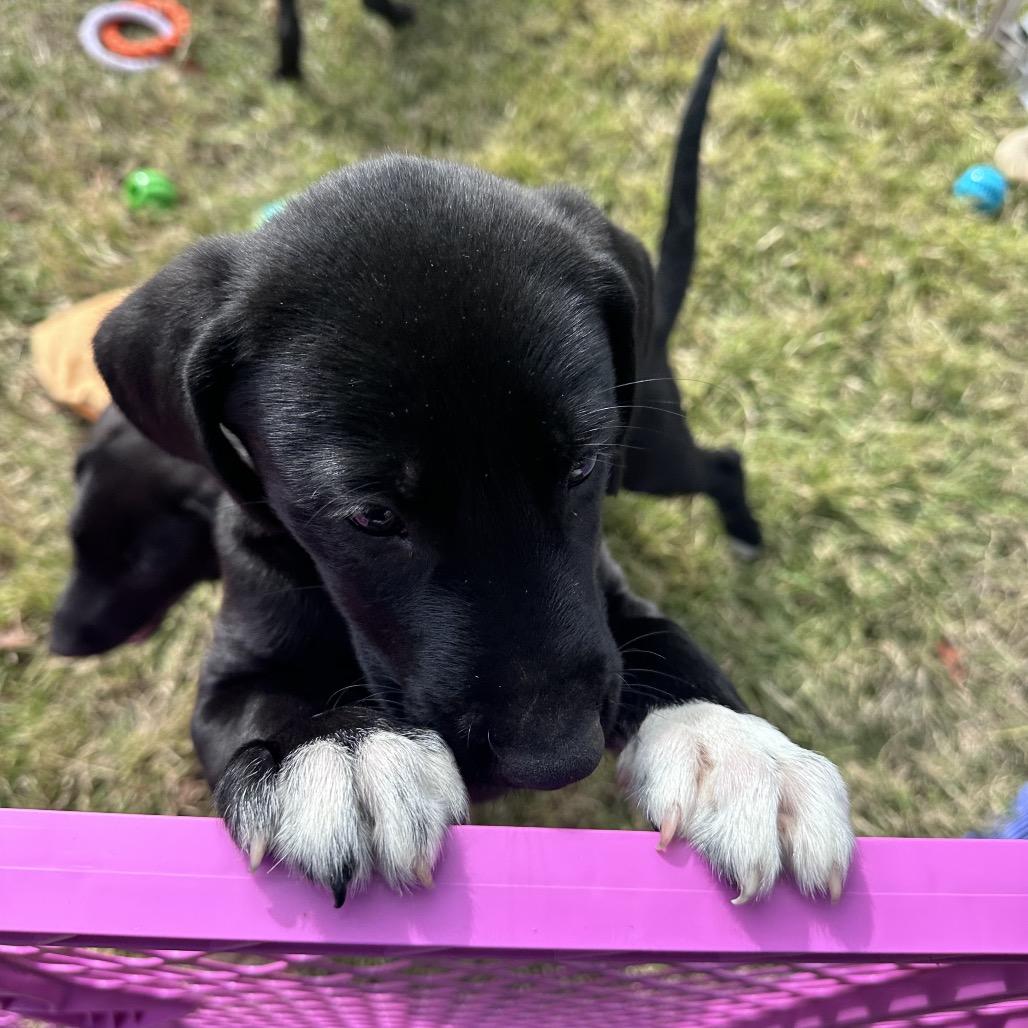 Enlarge Stella Mae, a Adoptable mixed breed in Goodlettsville, TN image 2/3