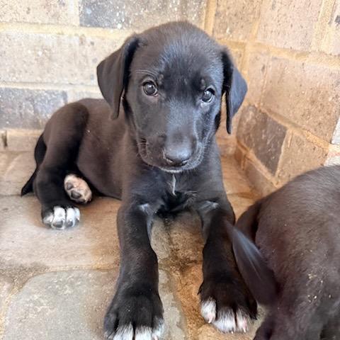 Enlarge Stella Mae, a Adoptable mixed breed in Goodlettsville, TN image 3/3