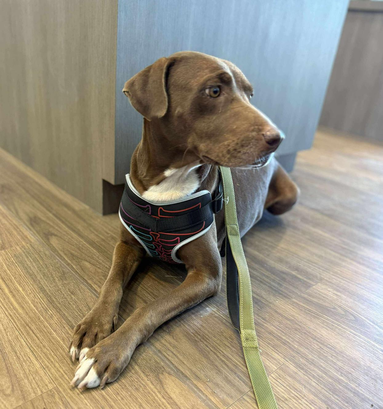 Enlarge Mocha, a Adoptable mixed breed in Denver, CO image 5/6