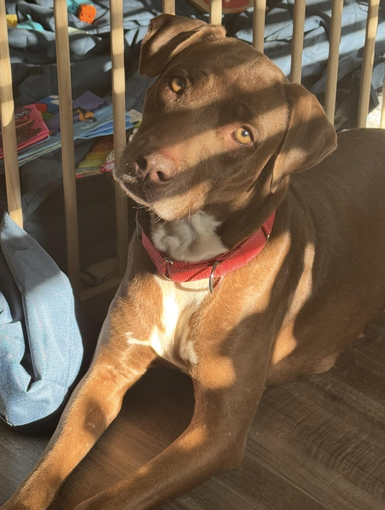 Enlarge Mocha, a Adoptable mixed breed in Denver, CO image 6/6