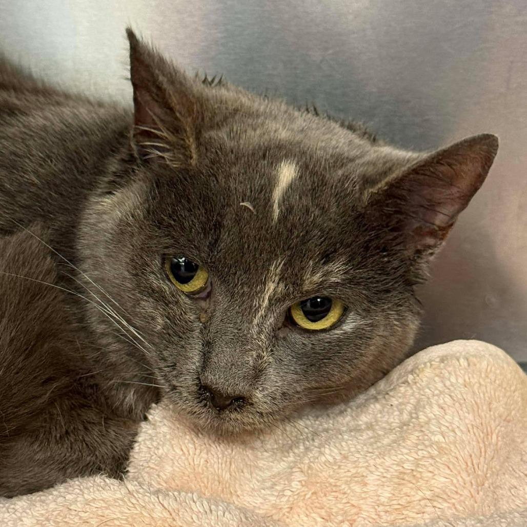 Enlarge Frida, a Adoptable Domestic Short Hair in Martinsville, VA image 1/1