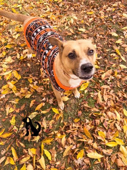 Enlarge Poot, a Adoptable Mixed Breed in Shohola, PA image 1/3