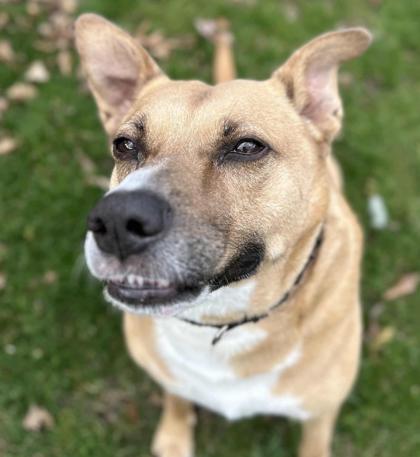 Enlarge Poot, a Adoptable Mixed Breed in Shohola, PA image 1/3