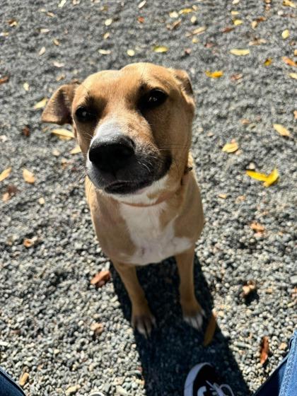 Poot, Adoptable, Adult Male Mixed Breed & Mixed Breed.