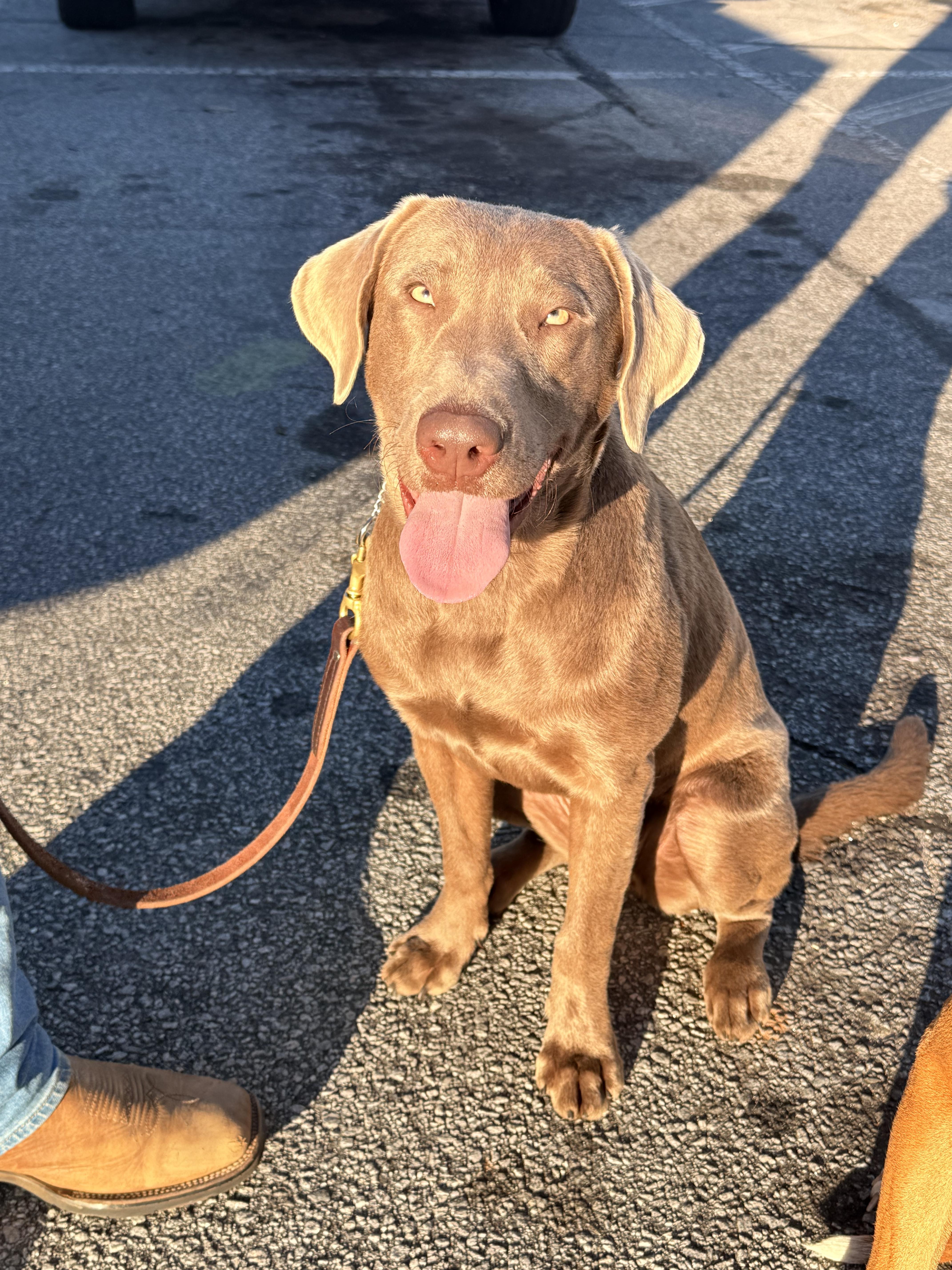 Enlarge Jody, a Adoptable mixed breed in Greenville, SC image 1/1