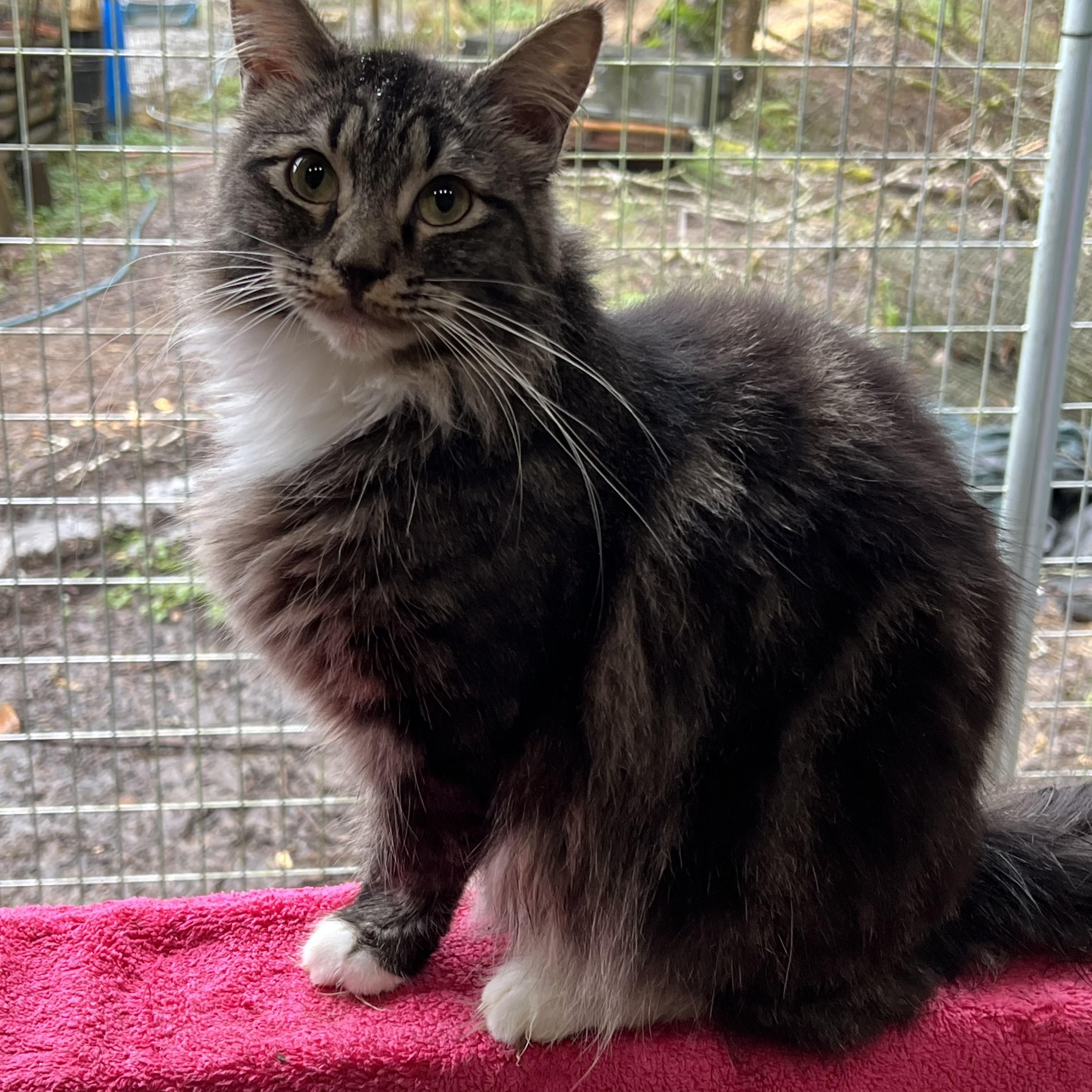 Enlarge Furby , a ADOPTABLE mixed breed in Oakville, WA image 2/2