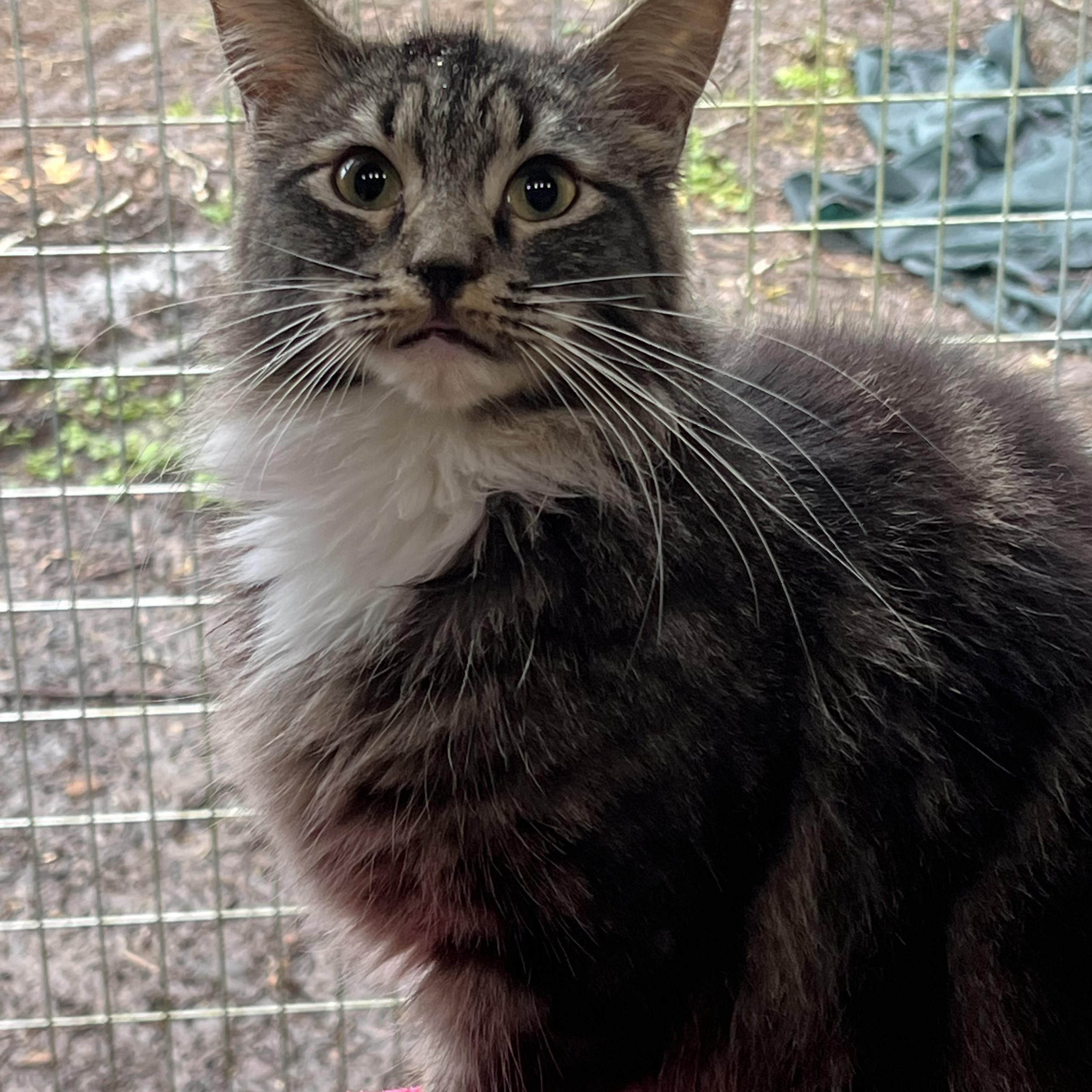 Enlarge Furby , a ADOPTABLE mixed breed in Oakville, WA image 1/2