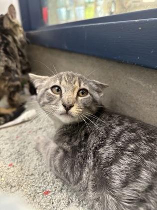 Poblano, Adoptable, Young Male Domestic Short Hair & Domestic Short Hair.