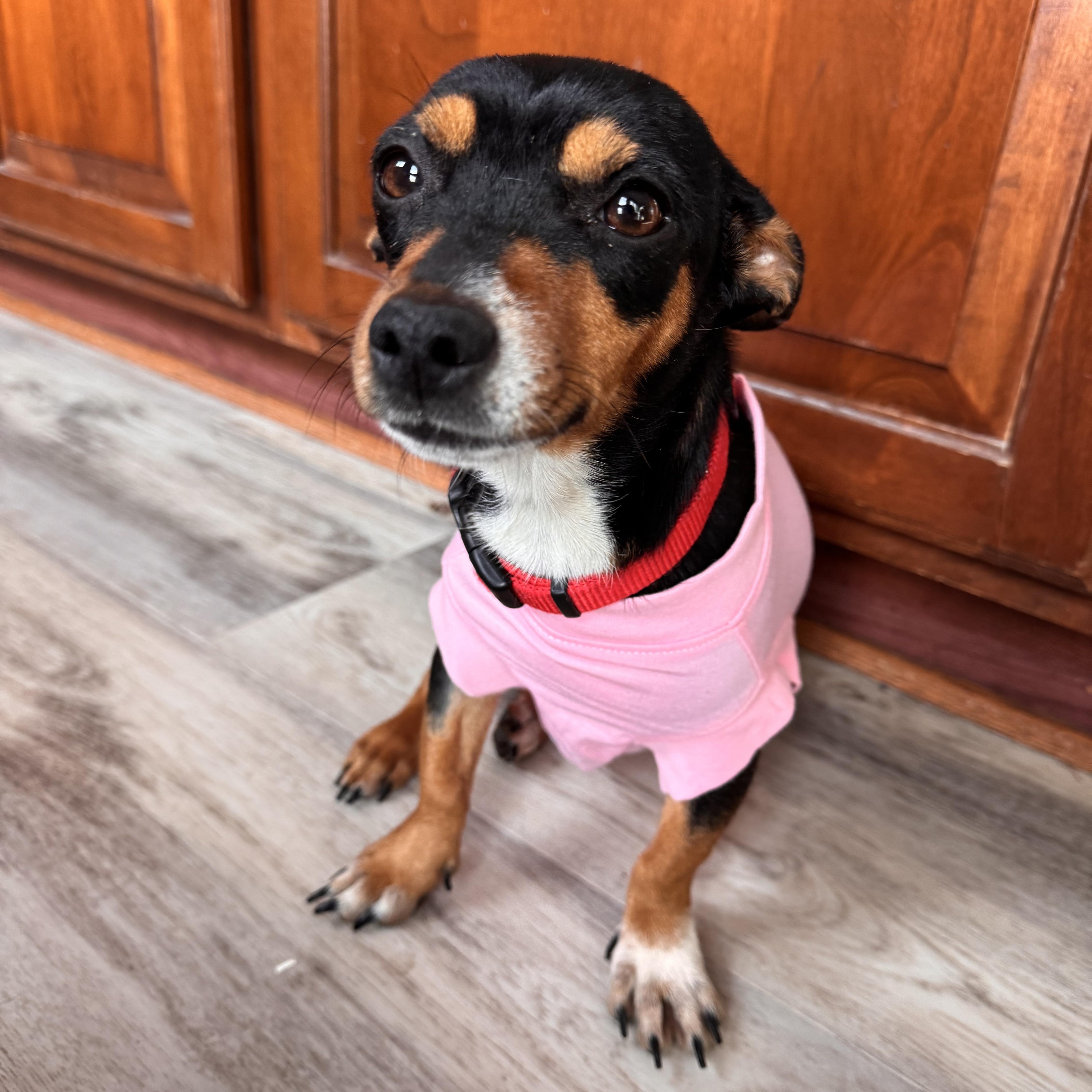 Enlarge Sophia, an adopted mixed breed in Severn, MD image 5/6