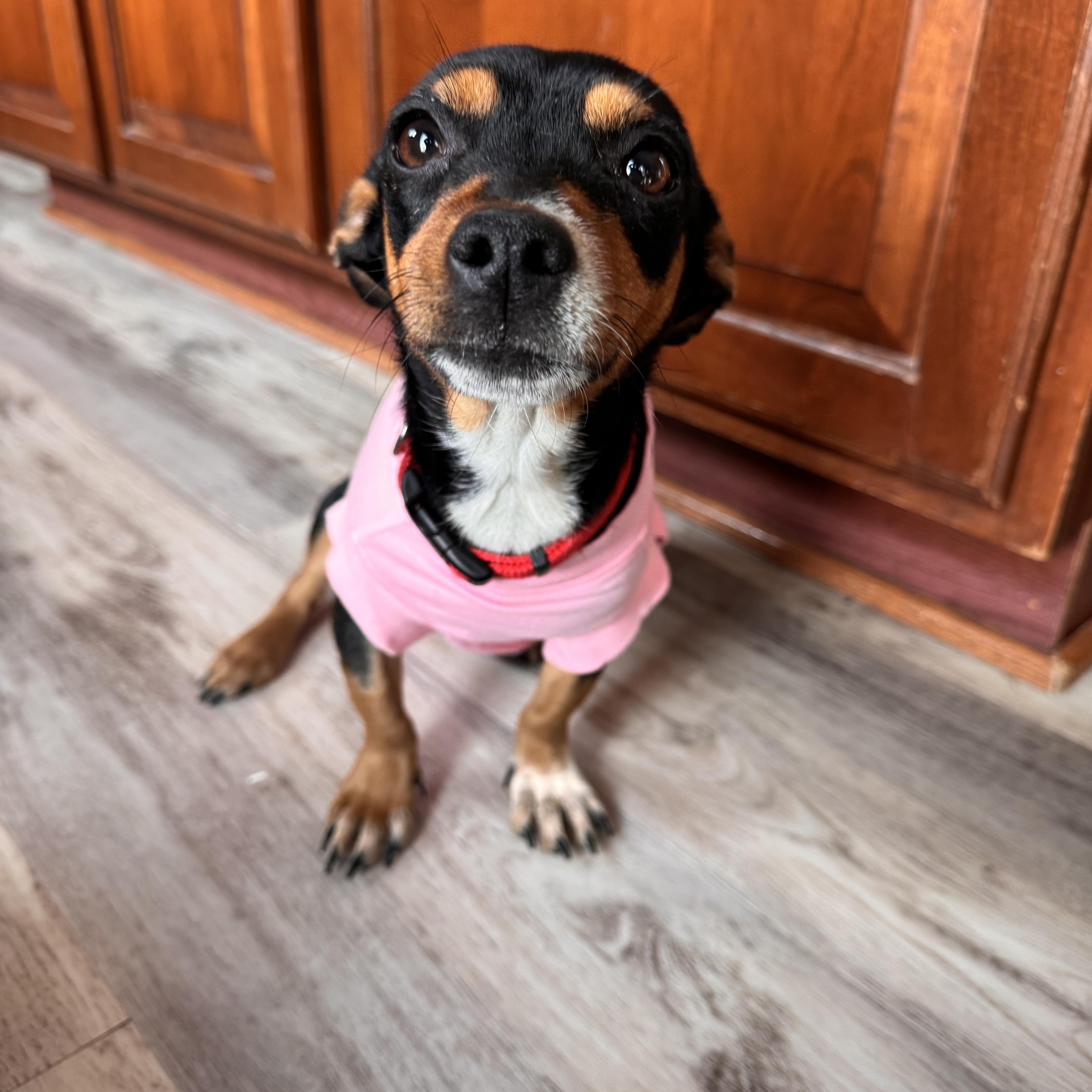 Enlarge Sophia, an adopted mixed breed in Severn, MD image 6/6