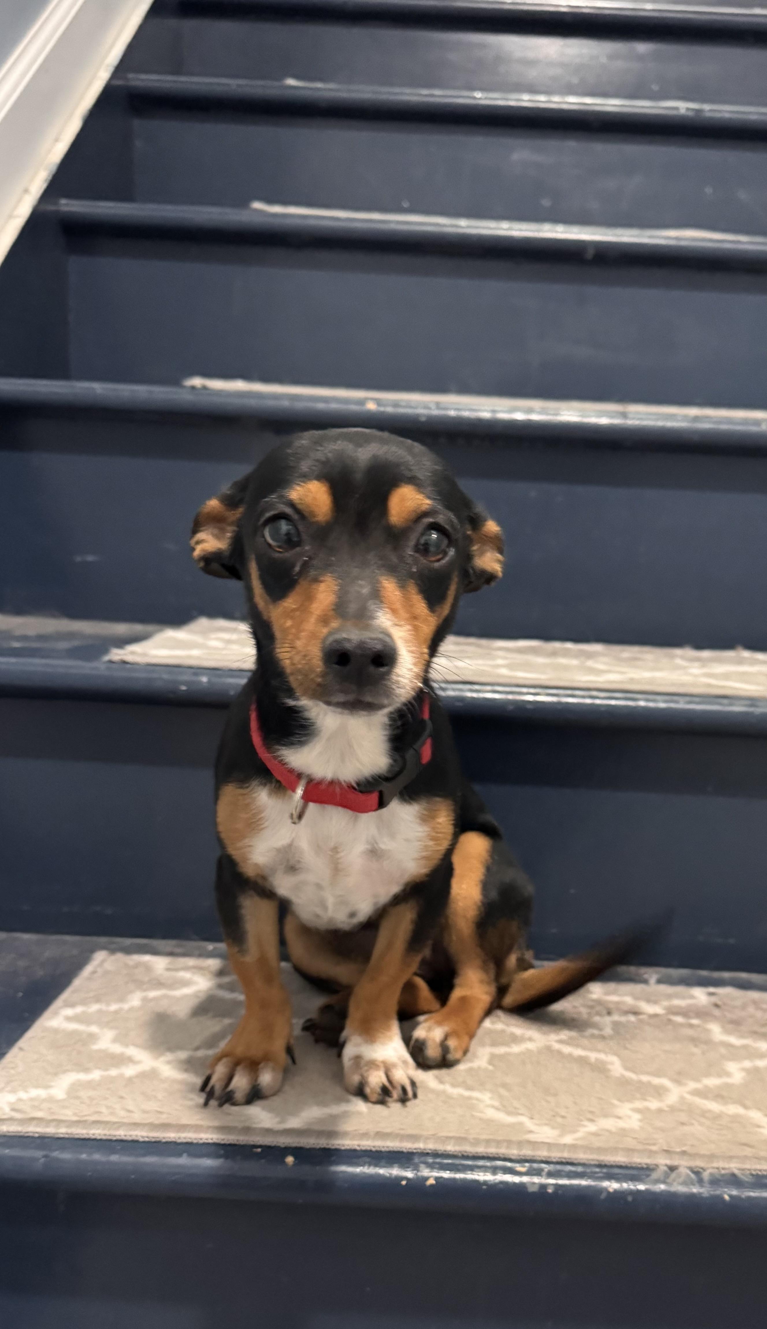 Sophia, adopted, Young Female Dachshund & Chihuahua.