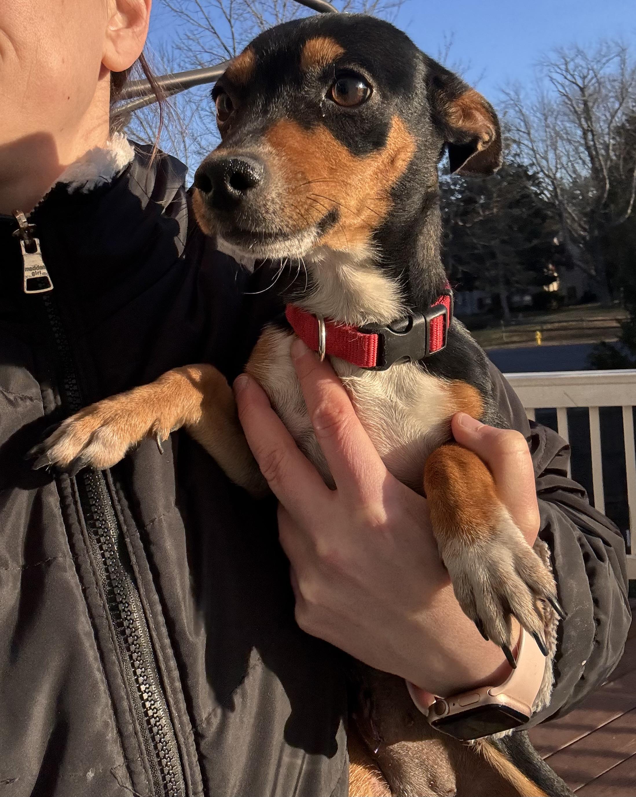 Enlarge Sophia, an adopted mixed breed in Severn, MD image 4/6