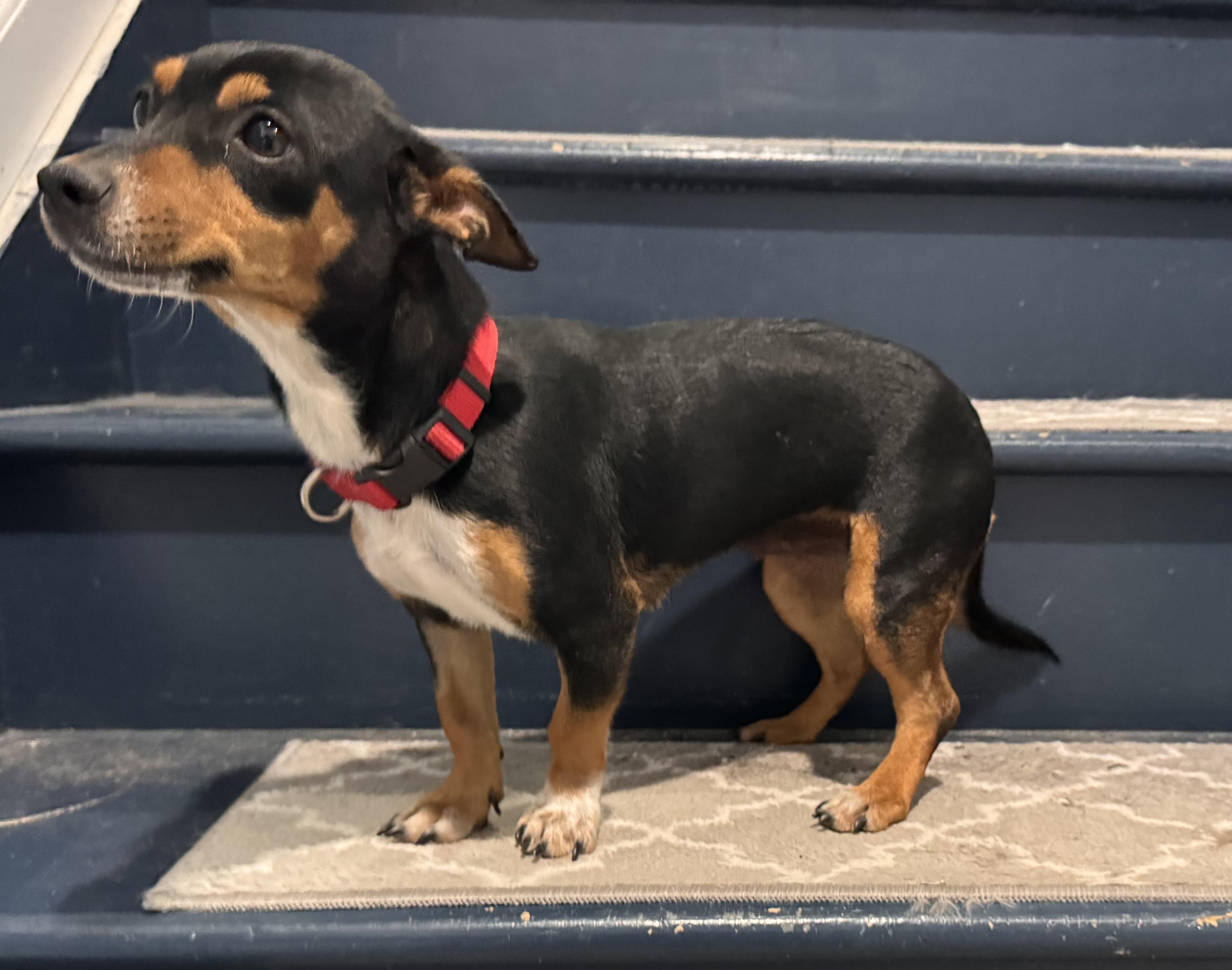 Enlarge Sophia, an adopted mixed breed in Severn, MD image 2/6